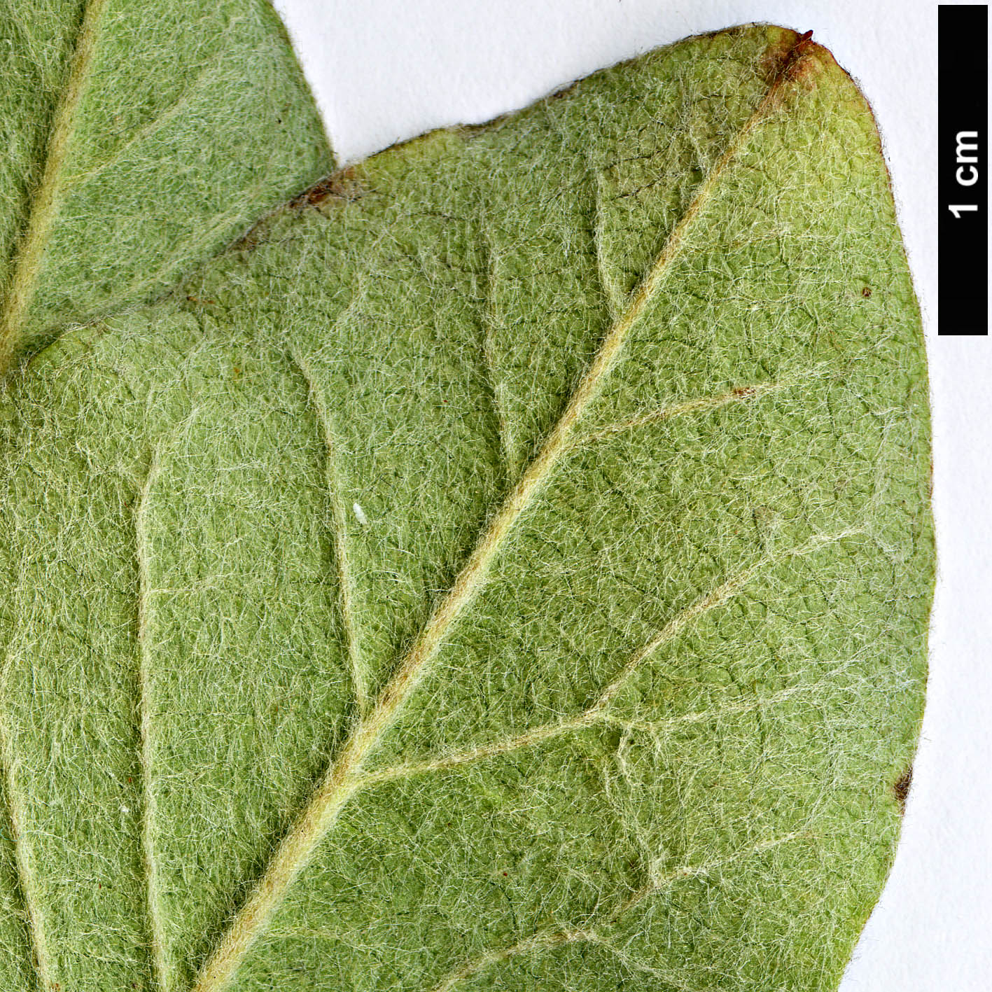 High resolution image: Family: Rosaceae - Genus: Cotoneaster - Taxon: matrensis